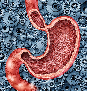 人类消化功能作为人类内消化器官的胃解剖功能由用胃汁消化食物的齿轮和作为保健图解图片