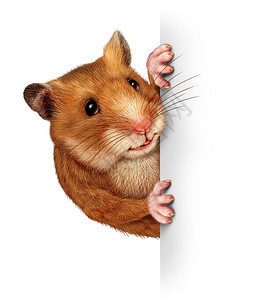 仓鼠拿着一张空白的卡上面有实事求是的毛皮和爪子紧握着广告牌推销与动物和宠有关的重要和特别信息背景图片