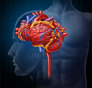 心脏大脑塑造人体器官作为智能和研究心血管抽作为在黑背景下身体活神经元的医疗和精神保健象征图片
