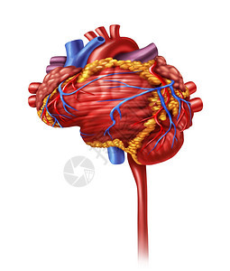 人体心脏智能和研究以脑形心血管抽动器官作为身体活跃神经元的医疗和心理保健象征图片