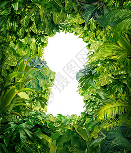 是滴植物脱离丛林是自由的概念和成功从混乱和与厚的绿雨林混为一谈作组热带植物设计图片