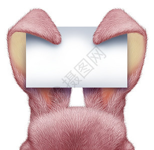 东兔粉色耳朵拿着一张空白的标志卡上面有详细素描现实的毛皮作为庆祝节日的有趣春季象征图片