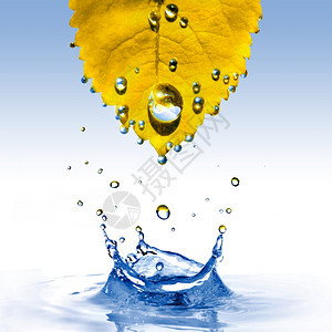 黄色叶子上的水滴落下图片