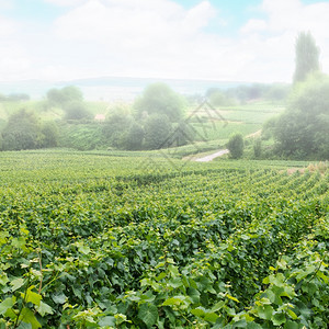 雾蒙塔涅德雷因法兰西的葡萄园景观背景图片