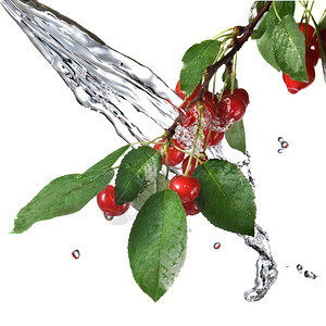 红樱桃有叶子和水喷洒在白色上图片