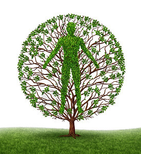 发展过程中的人类发展和个成长作为健康的医疗标志作为树上有枝和绿叶其形状是白的人解剖身体图片