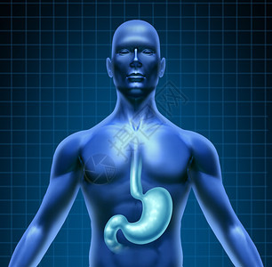 人体消化和类并附有上身的医学图解和消化系统其特点是突出的器官其黑底网格作为保健胃象牙背景图片