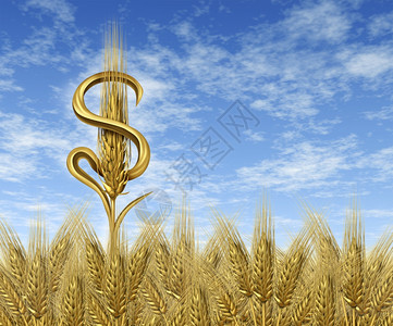 货币作物和现金农耕业的概念代表了农民和粮食市场业部门在商中赚取的财政和利润作为单一小麦厂在收成时间农场田地上用天空配美元图片