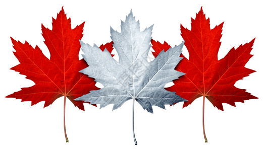 将白叶和红作为加拿大文化或人自然象征将白色背景作为复合图像孤立起来图片