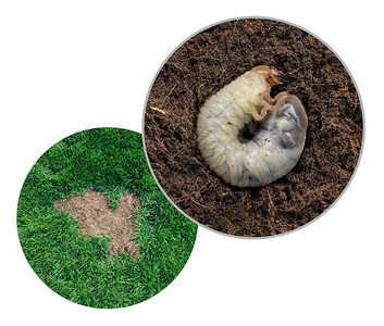 草原小动物的损伤如切肉幼虫在草根上造成的棕色斑点疾病作为白色背景上复合图像图片