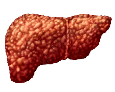 作为消化系统解剖和3d插图样式消化功能关键器官的医学保健概念,部分白隔离的肝脏和血胃病体部分。图片
