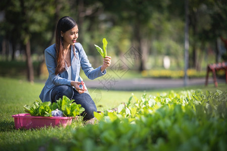 种植蔬菜图片