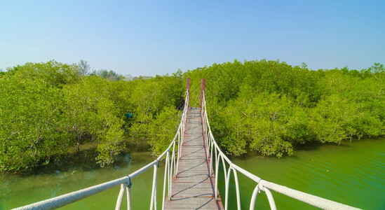 塔伊兰热带红树林的吊桥图片