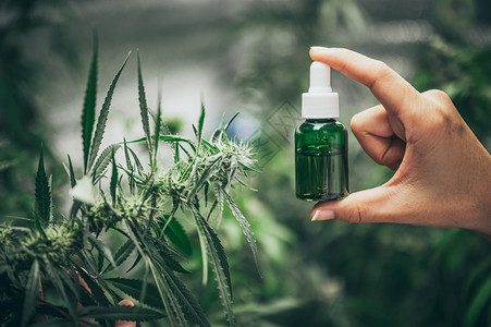 大麻植物图片 大麻植物素材 大麻植物高清图片 摄图网图片下载