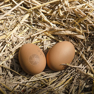 在养鸡场的干草巢拍摄棕蛋图片