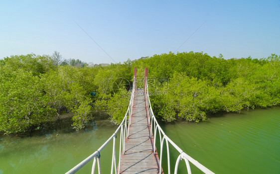 通向自然森林的红木桥图片