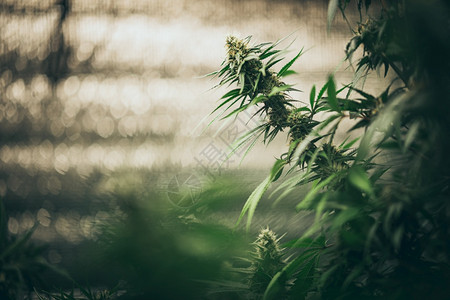 大麻植物图片 大麻植物素材 大麻植物高清图片 摄图网图片下载