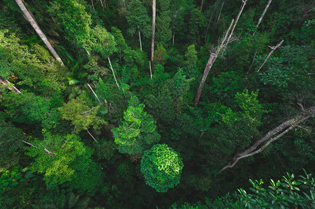 热带森林背景与野生树冠结合图片