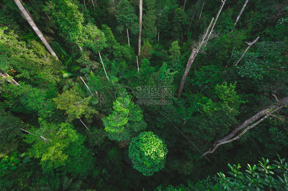 热带森林背景与野生树冠结合图片