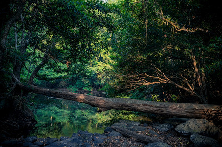 地球日概念热带森林和自然资源图片