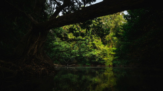 美丽的热带雨林图片