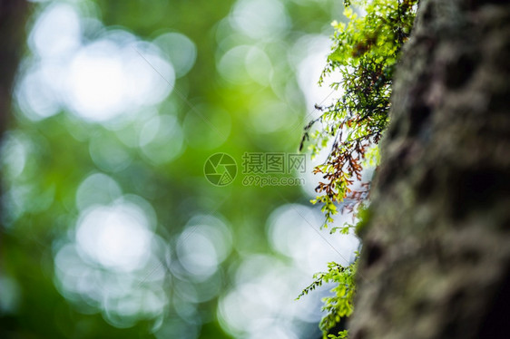 热带雨林环境和自然养护图片