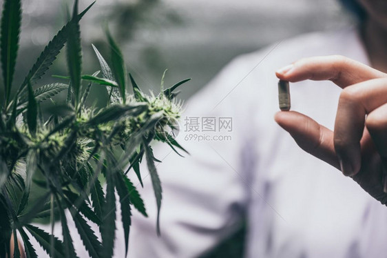 很多新鲜的杂草芽图片