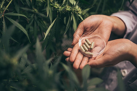 专业研究人员在草领域工作他们正在检查植物替代药和概念图片