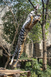 动物园老虎跳到树上吃东西图片