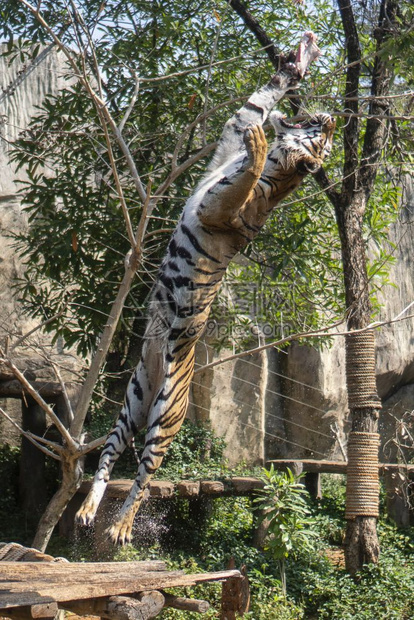 动物园老虎跳到树上吃东西图片