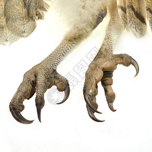 黑猫的爪子图片