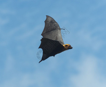飞在天空中的狐狸泰王国最大的蝙蝠图片