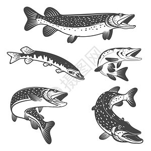 复古鱼类矢量图标图片