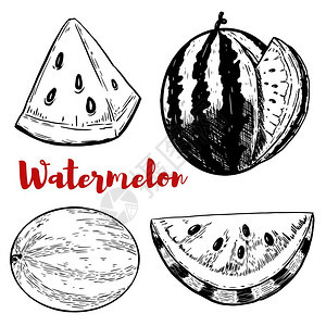 白色背景上的手工绘制西瓜插图集海报菜单传的设计元素矢量插图图片