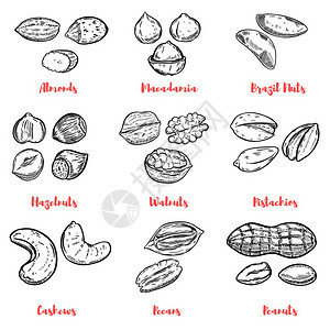 一套坚果插图海报的设计元素菜单矢量插图图片