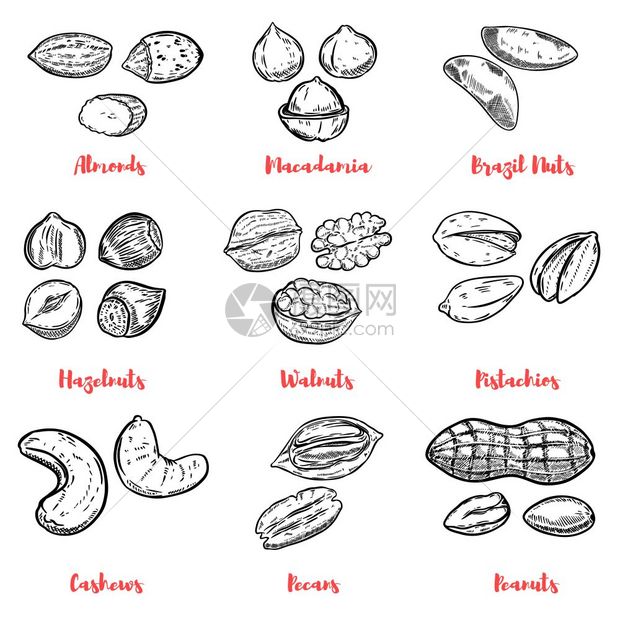 一套坚果插图海报的设计元素菜单矢量插图图片