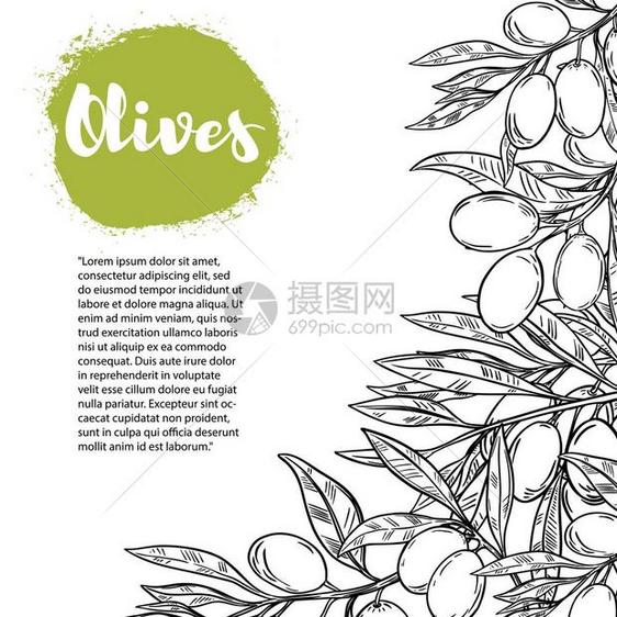 橄榄的传单模板带有橄榄枝边界海报传单横幅的设计元素矢量图示图片