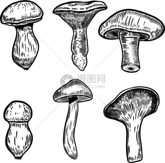 一组手绘蘑菇插图海报徽章符号标签菜单的设计元素矢量插图图片