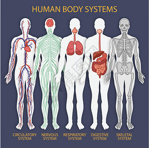医学身体系统图片