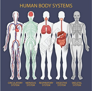 医学身体系统背景图片