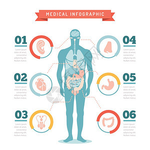 医学身体系统图片