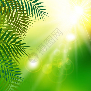 夏季新鲜绿叶天然背景有阳光矢量插图图片