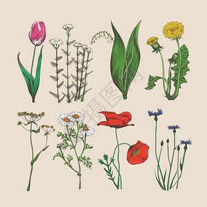 鲜花和草药矢量图图片