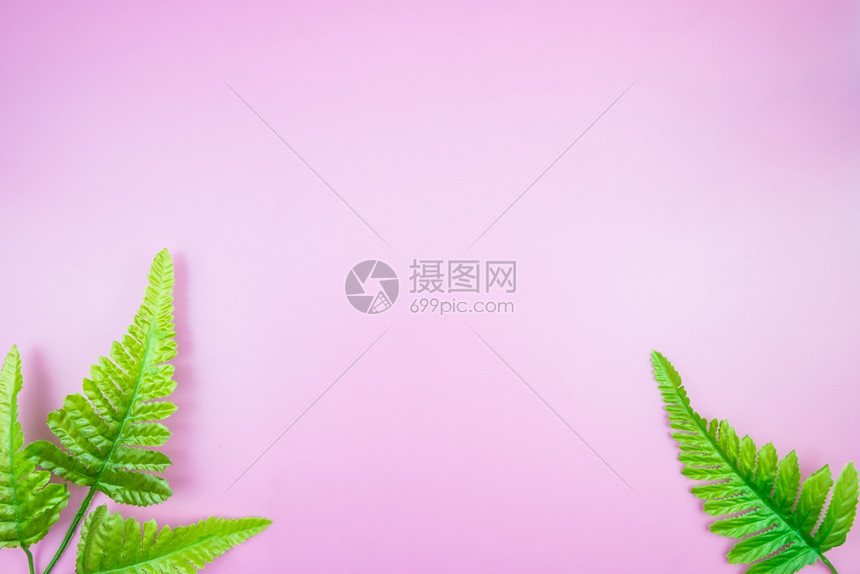 利用平面顶层概念将热带丛林树枝放在粉色糊背景上图片