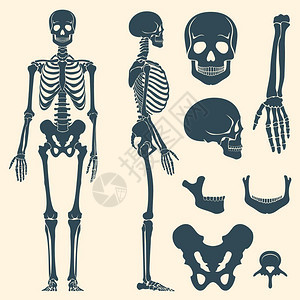 人体骨骼插图图片