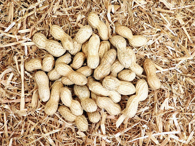 蔓花生植物图片 蔓花生植物素材 蔓花生植物高清图片 摄图网图片下载 第3页