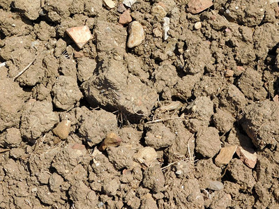 泥土地的小树苗地面背景