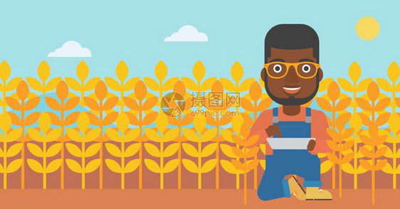 在小麦田上检查农作物的非裔农民图片