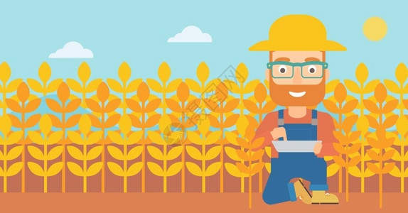 人 麦田在小麦田上检查农作物的农民插画