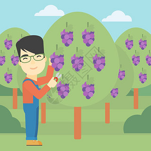 男人在葡萄园中采摘葡萄卡通矢量插画图片素材